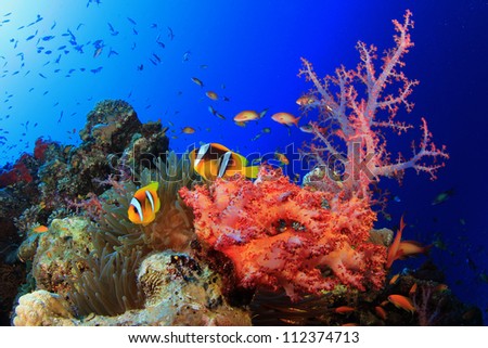 Corals, Anemone And Clownfish In Red Sea, Egypt