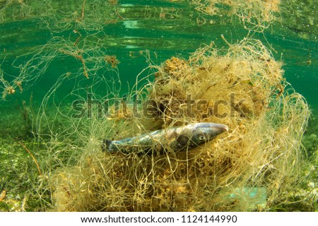 Ghost net - abandoned fishing net with dead fish trapped in it