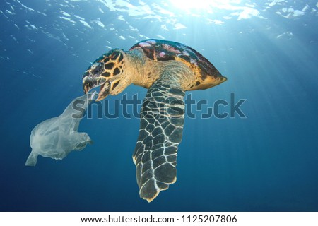 Plastic pollution problem - turtle eats plastic bag