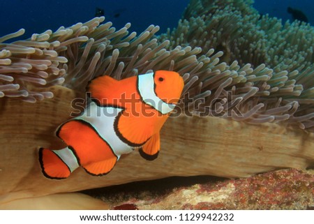 Clownfish. Clown Anemonefish fish