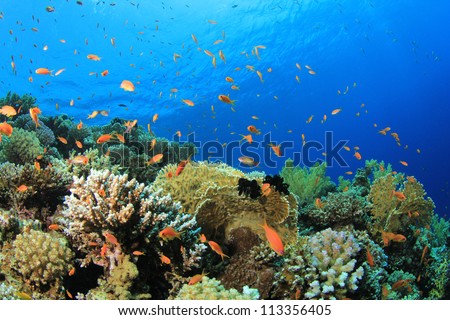 Coral Reef Scene with tropical fish in Red Sea, Egypt
