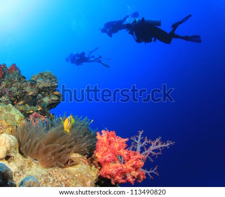 Coral Reef, Clownfish, Scuba Divers underwater