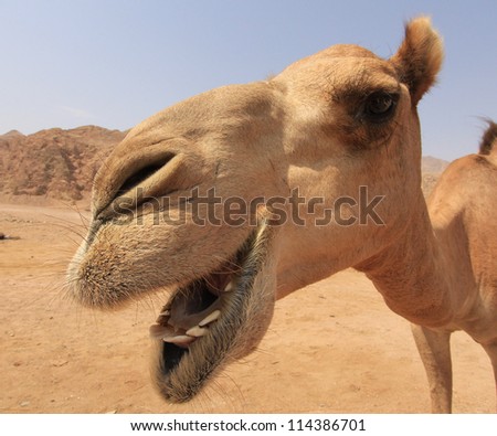 Dromedary Camel in desert beside Red Sea