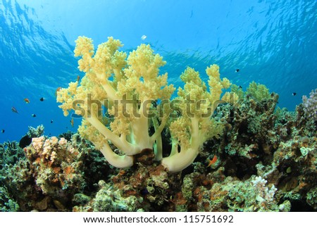 Soft Coral underwater ocean reef