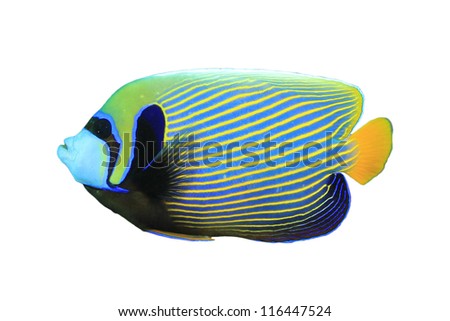  - stock-photo-tropical-fish-isolated-on-white-background-emperor-angelfish-116447524