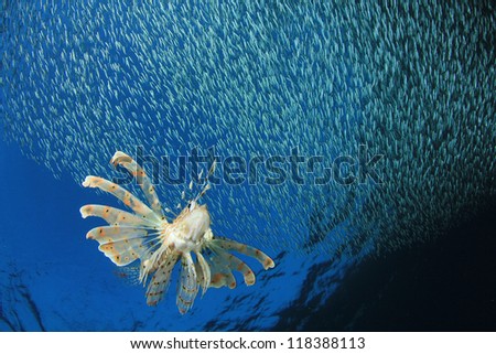 Lionfish hunting shoal of silversides fish fry