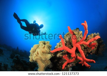 Coral, Sponge, Scuba Diver