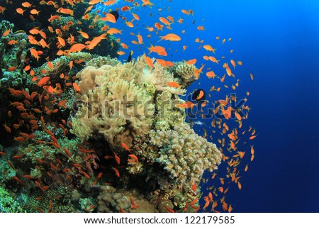 Coral reef and Tropical fish in the Red Sea,Egypt