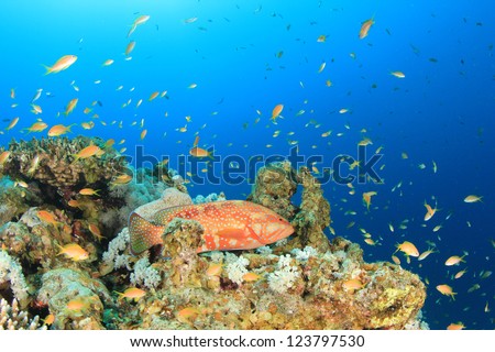 Coral Reef and Tropical Fish in Ocean