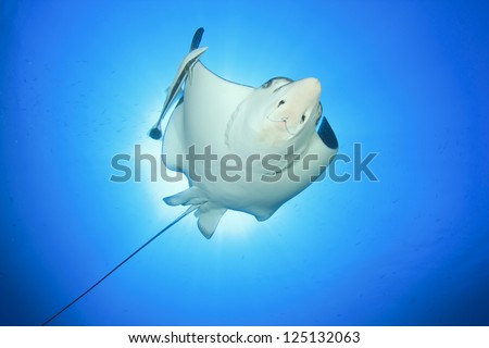 Spotted Eagle Ray and Remora Fish