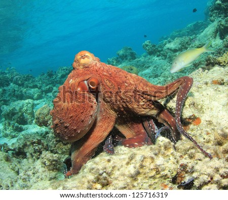 Reef Octopus Underwater In Ocean With Fish