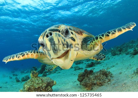 Close up crop of Hawksbill Sea Turtle's face smiling for camera Close up crop of Hawksbill Sea Turtle's face smiling for camera