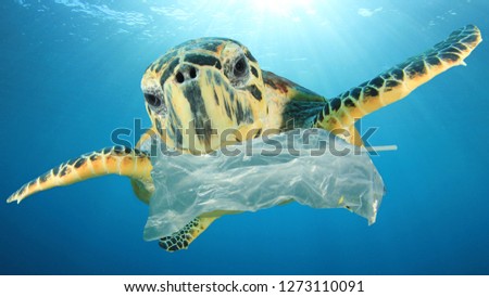 Plastic pollution environmental problem. Turtles eat plastic because it looks like jellyfish
