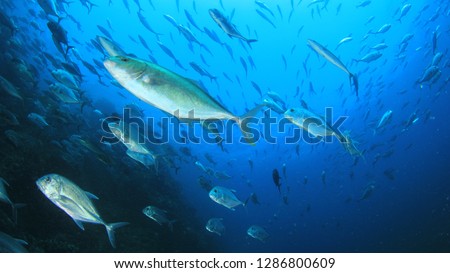 Fish in ocean. Reef fish underwater