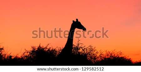 Giraffe silhouette at Sunrise