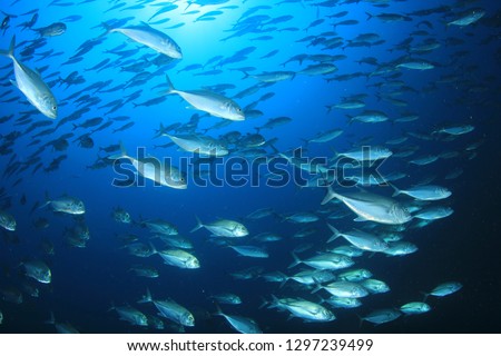 Tuna and sardines fish underwater in ocean