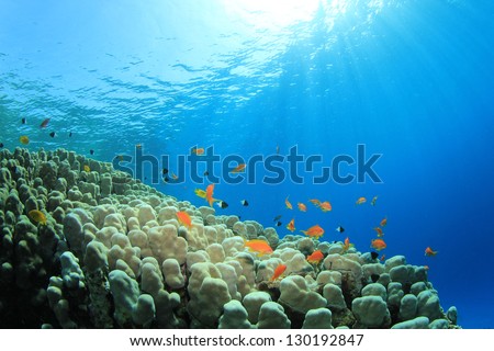 Underwater photo of Coral Reef and Tropical Fish in ocean
