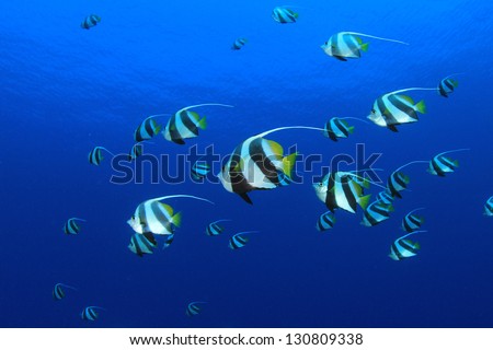 Tropical Fish: Schooling Bannerfish underwater in the blue water of the Red Sea