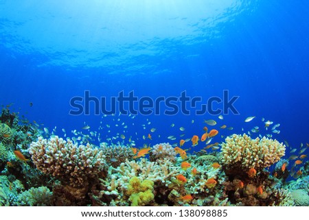 Underwater Coral Reef And Tropical Fish In Ocean