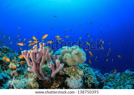Underwater Coral Reef and Fish in ocean
