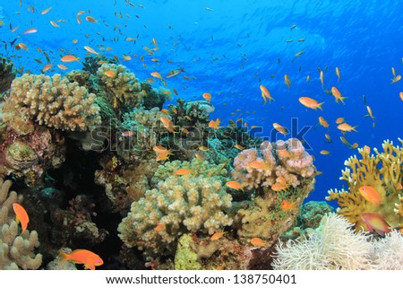 Underwater Coral Reef and Fish in ocean