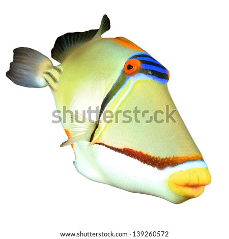 Beautiful Colorful Tropical Fish Isolated On White: Picassofish