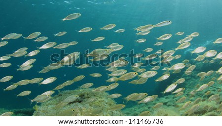 Shoal of Fish Fry underwater in ocean