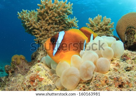 Pair of Red Sea Anemonefish in Bubble Anemone