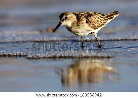 Sandpiper wading bird at sea shore