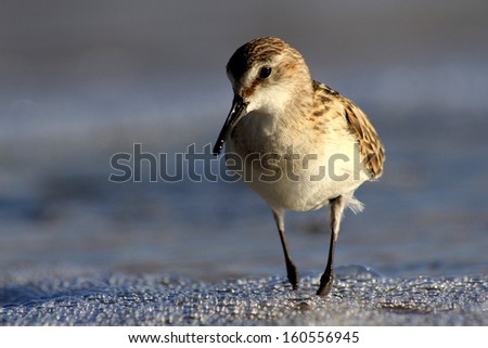 Sandpiper wading bird at sea shore