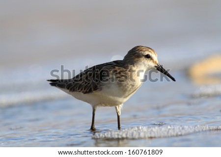 Sandpiper wading bird on sea shore