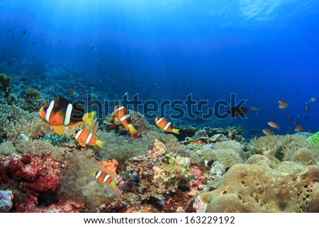 Anemones, Clownfish Underwater On Coral Reef