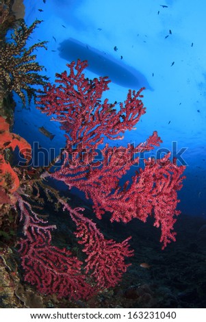 Coral reef underwater looking upm to diving boat