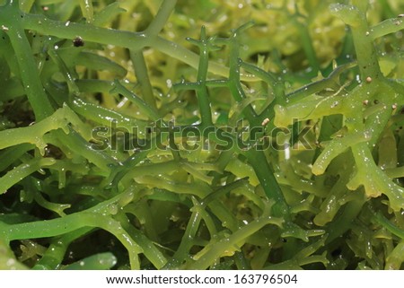 Freshly Harvested Seaweed, used as a nutritional supplement and vegetarian health food.