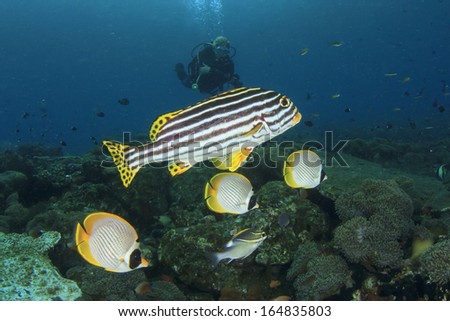Tropical Fish (Butterflyfish) and female Scuba Diver exploring coral reef underwater
