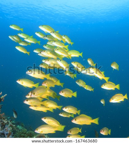 School of yellow fish on blue background (Bluelined Snappers)