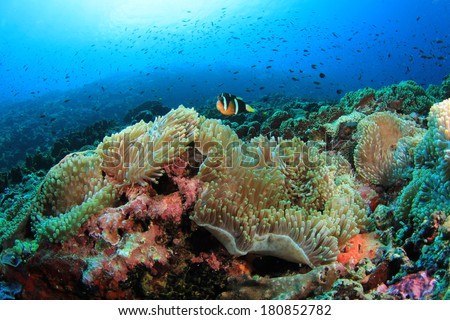 Underwater Coral Reef and Fish in Ocean