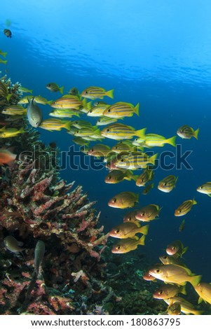 Shoal Yellow Snappers Fish in Ocean