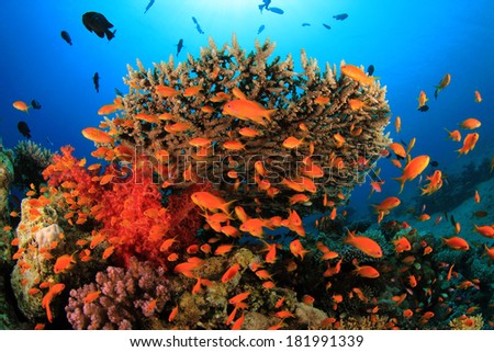 Coral and Fish in Ocean