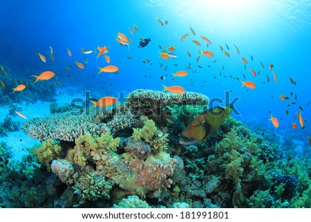 Coral and Fish in Ocean