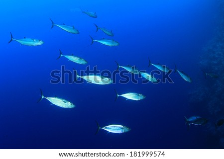 Tuna Fish in Ocean