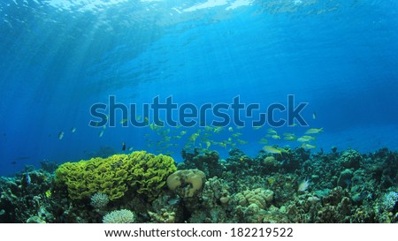 Underwater Ocean