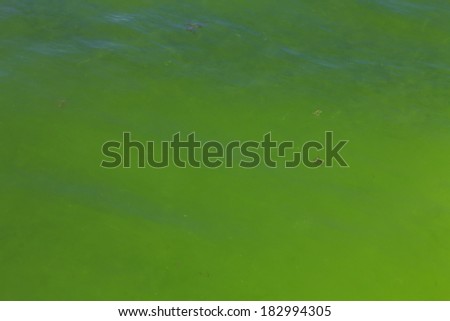 Green Algae in Sea due to Pollution and Global Warming