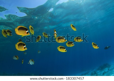Fish in Ocean: Red Sea Raccoon Butterflyfish