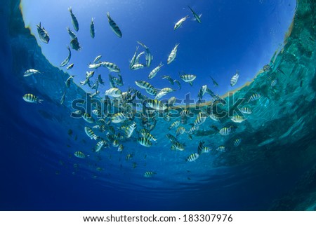 Fish in Ocean (Scissortail Sergeant Majors)