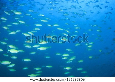 Sardines fish in Ocean