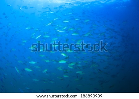 Sardines fish in Ocean