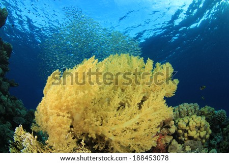 Soft Coral in sea with school of glass fish behind
