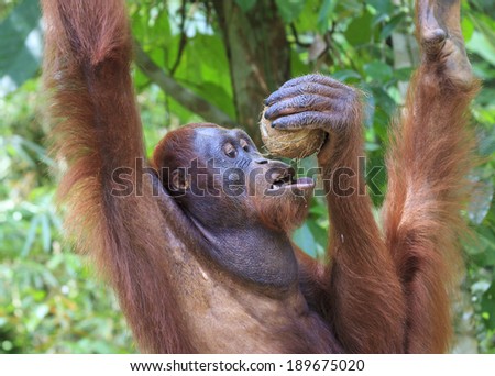 Thirsty Orangutan drinks Coconut juice