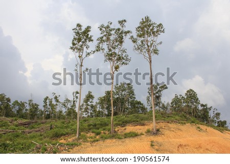 Deforestation: Jungle Rain Forest in Borneo, Malaysia, is destroyed to make way for oil palm plantations